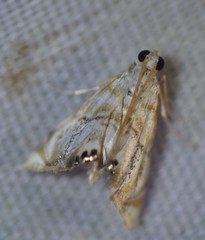 Eoparargyractis