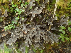 Pseudocyphellaria cinnamomea
