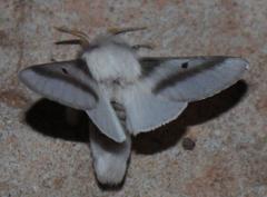 Bombycomorpha bifascia