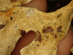 Pseudocyphellaria cinnamomea