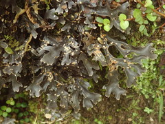 Pseudocyphellaria cinnamomea