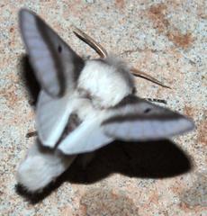Bombycomorpha bifascia
