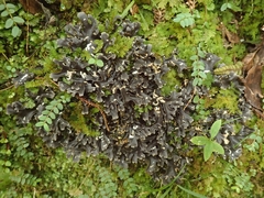Pseudocyphellaria cinnamomea