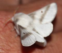 Bombycomorpha bifascia