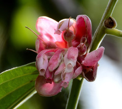 Cavendishia pubescens