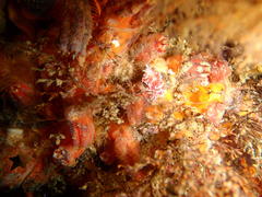 Paraflabellina funeka