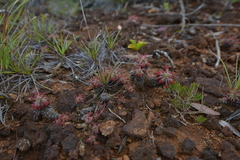 Drosera neocaledonica