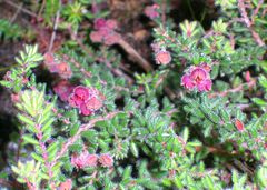 Erica haematocodon