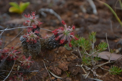Drosera neocaledonica