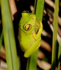 Hyperolius tuberilinguis