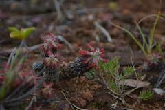 Drosera neocaledonica