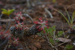 Drosera neocaledonica