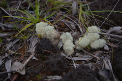 Cladonia pycnoclada