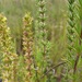 Anthospermum ericifolium - Photo (c) Nick Helme,  זכויות יוצרים חלקיות (CC BY-SA), הועלה על ידי Nick Helme