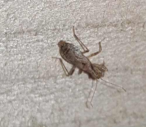 Ant Damselbug, 9406 KL Assen, Nederland, photo 9 of 10