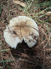 Russula pectinatoides