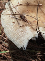 Russula pectinatoides
