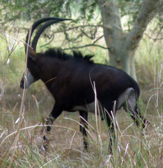 Hippotragus niger kirkii