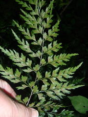 Asplenium splendens splendens