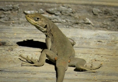 Liolaemus janequeoae