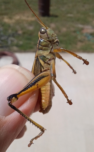 Two-striped grasshopper