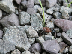 Leiobunum calcar