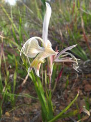 Gladiolus ceresianus