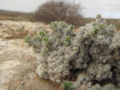 Antimima fenestrata
