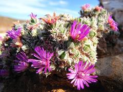 Antimima fenestrata