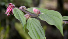 Cavendishia pubescens