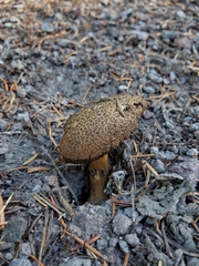 Xerocomellus rainisiae