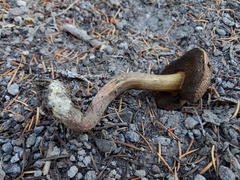 Xerocomellus rainisiae