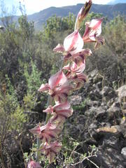 Gladiolus guthriei