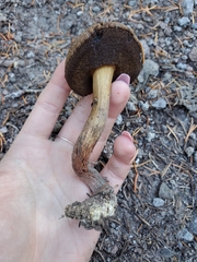 Xerocomellus rainisiae