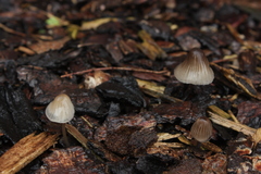 Agaricales