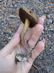 Xerocomellus rainisiae