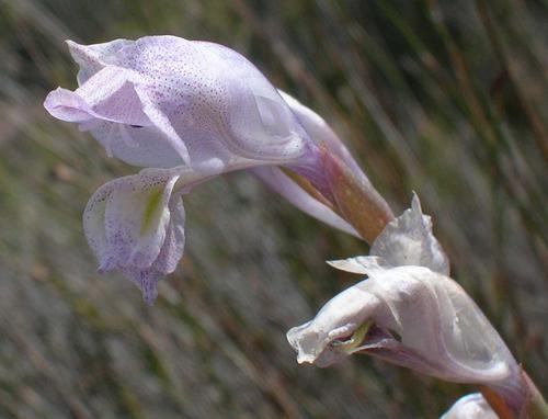 Kamiesberg Glad (Gladiolus kamiesbergensis)