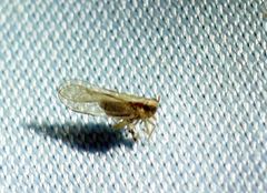 Muellerianella laminalis