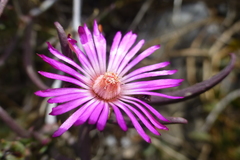 Lampranthus spiniformis