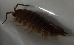 Porcellio scaber