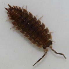 Porcellio scaber