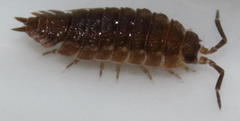 Porcellio scaber