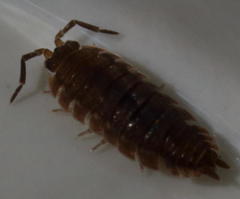 Porcellio scaber