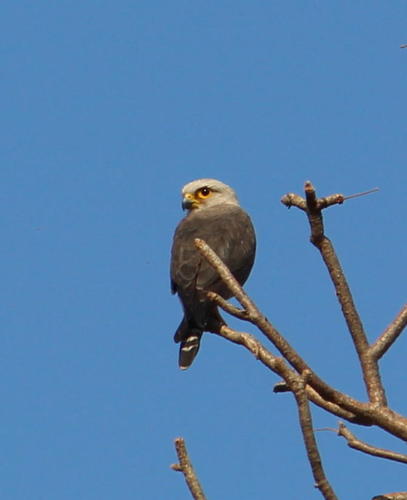 Falco dickinsoni