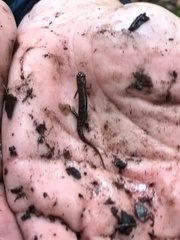 Desmognathus apalachicolae