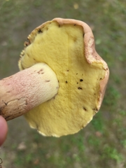 Butyriboletus brunneus