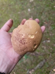 Butyriboletus brunneus