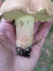 Butyriboletus brunneus