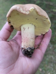 Butyriboletus brunneus