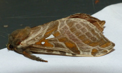 Sthenopis argenteomaculatus